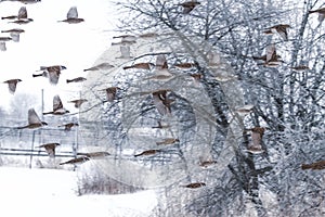 Sparrows fly over a snowy village