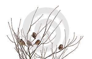 Sparrows on frozen tree