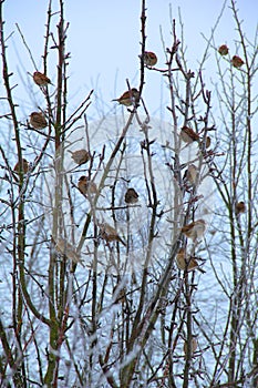 Vrabce na mražené strom 