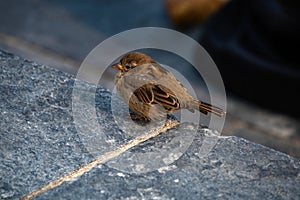 sparrows in Geneva city, Switzerland