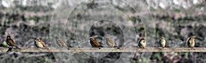 Sparrows in line