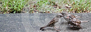 Sparrows Line up to eat.