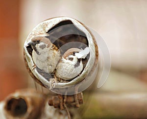 two sparrows make their nest to perpetuate the species