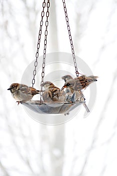 Sparrows Meeting At The Bird Feeder