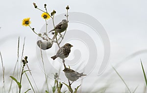 Sparrows on meeting