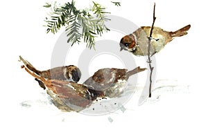 Sparrows pecking the Crumbs Watercolor Bird Illustration Hand Drawn