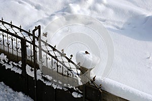 Sparrows perching on the door in winter, sparrows collectively are looking for food