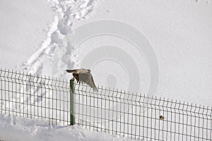 Sparrows perching on the door in winter, sparrows collectively are looking for food