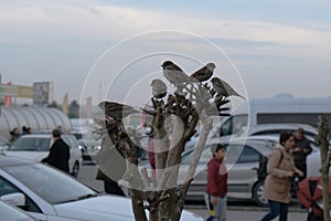 Sparrows placed on pruned tree