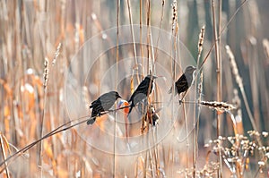 Sparrows in the reeds