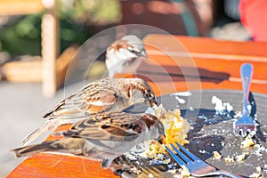 Sparrows scavenging leftover food from cafe tables