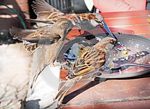 Sparrows scavenging leftover food from cafe tables