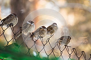 Sparrows photo