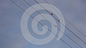 Sparrows sit on electric cables