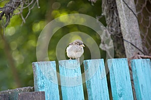 Sparrows sit on a green wooden fence, natural background