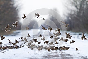 Sparrows sit on a snowy field road