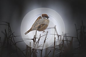 A sparrows sits on a tree branch on winter day