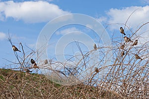 Sparrows are sitting on branch and bask in the spring sunshine