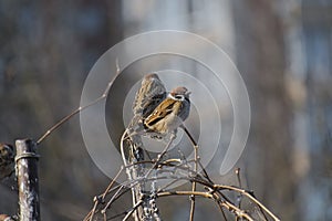 Sparrows sitting on a dry vine