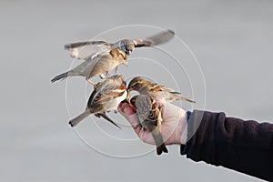 Sparrows sitting on a male hand