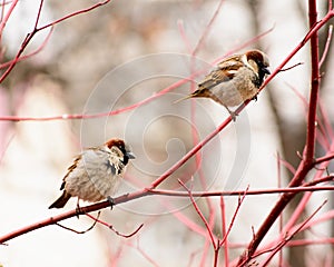 Sparrows sitting on a tree
