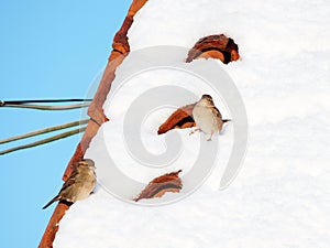 Sparrows on a snowy rooftop