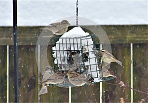 Sparrows on Suet Feeder in Snow Storm