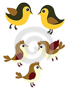 Sparrows and Tomtits