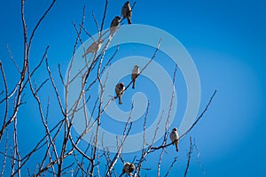 Vrabce na strom 