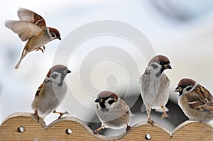 Sparrows on the trough.