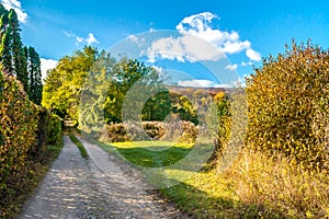 Sparse begining forest path, autumn, November, Slovakia