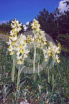 Sparse flowered orchid in bloom