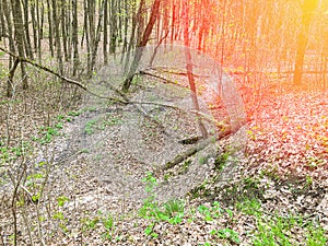 Sparse forest, fallen trees, a stream in the forest. The trail in the forest where fallen leaves are sparsely piled up