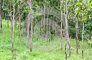 Sparse forest with the garss field.