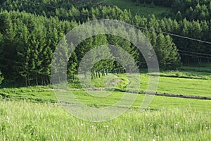 The sparse forest on the Zhangbei Grassland is a beautiful natural landscape