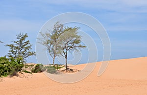 Sparse Landscape at Red Sand Dunes, Mui Ne, Vietnam