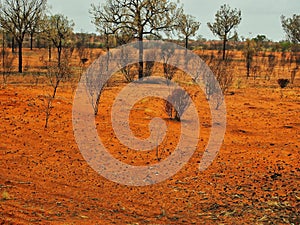 Sparse Red Centre Landscape, Northern Territory, Australia