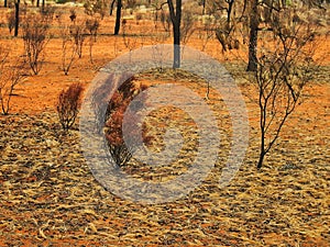 Sparse Red Centre Landscape, Northern Territory, Australia