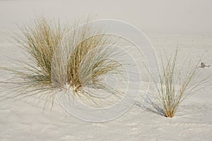 Sparse vegetation in the desert