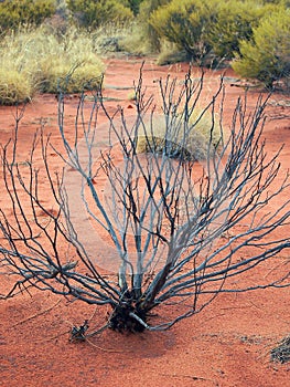 Sparse Vegetation, Red Soil, Uluru, Austraia