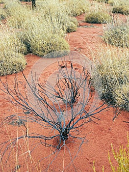 Sparse Vegetation, Red Soil, Uluru, Australia
