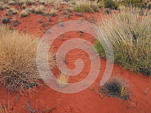 Sparse Vegetation, Red Soil, Uluru, Australia photo