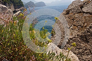 Sparse vegetation rocks, flora and fauna,macro