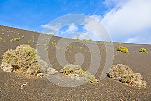 Sparse vegetation on volcanic hills in Timanfaya National Park w