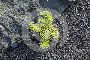 Sparse vegetation at volcanic stones