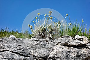 Sparse Weeds and Weathered Rocks, Croatia