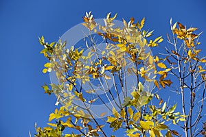 Sparse yellow leaves of ash tree against blue sky