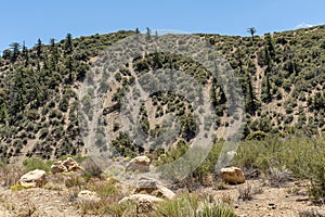 Sparsely forested mountain range in Los Padres National Forest, CA, USA