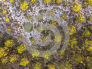 Sparsely vegetated barren landscape