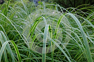 Spartina michauxiana